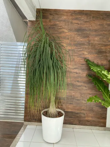 Vendo linda planta Pata-de-Elefante Grande e muito bem cuidada