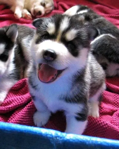 Filhotes de Husky Siberiano | Encanto que faz sorrir.