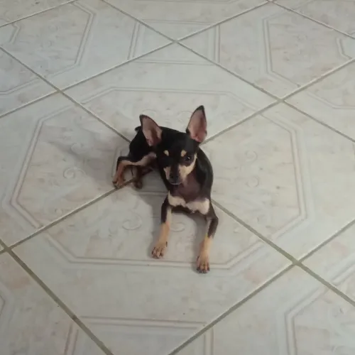 Pinscher feminha