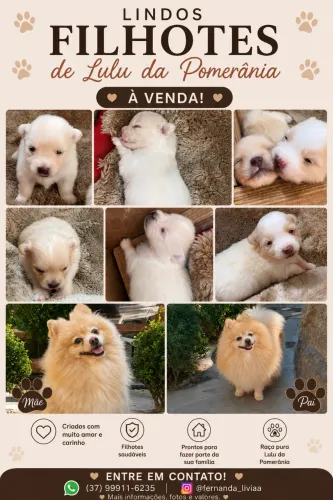Filhotes de Lulu da Pomerania