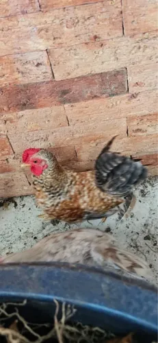 Vendo mini galo garninzé