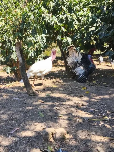 Peru Macho
