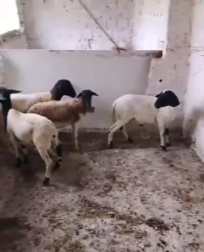 TROCO LOTES DE OVELHAS 