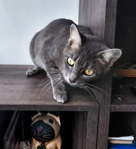 Gata Coxinha