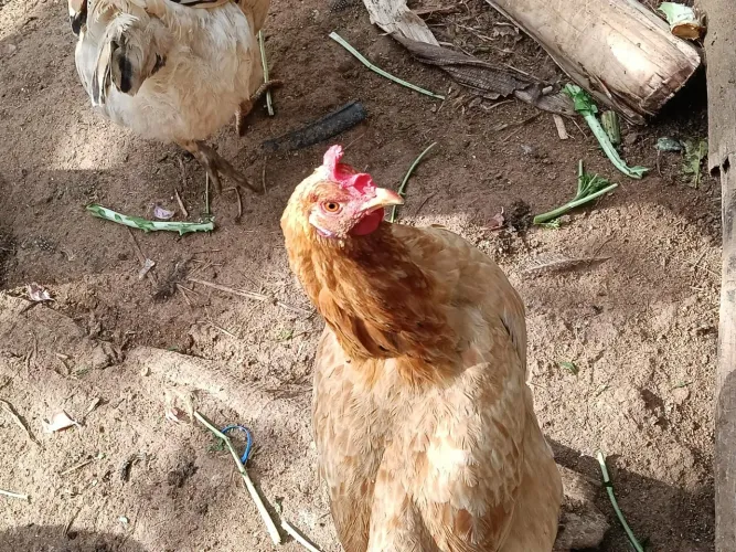 Vende-se galinha e galinha da Angola!