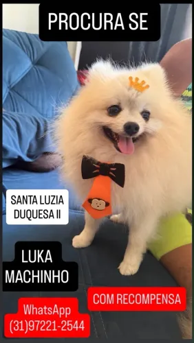PROCURA SE CACHORRINHO CHAMA LUKA PAGO RECOMPENSA
