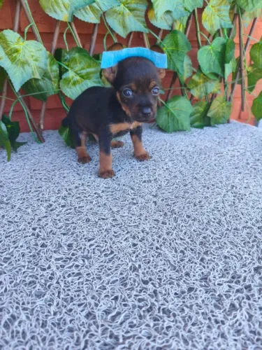 Filhote de Pinscher dócil e cheio de energia