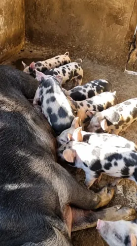 Vendo leitões PIETRAIN! Preço muito bom, pois preciso me desfazer urgente!