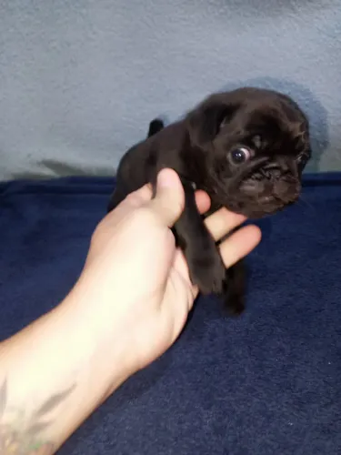 Pug