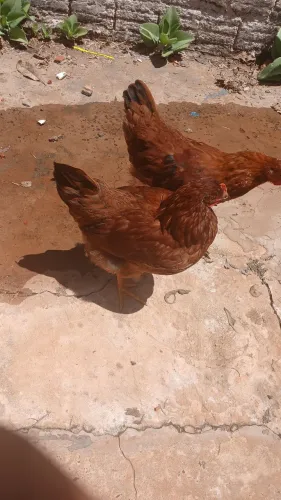 Galinha