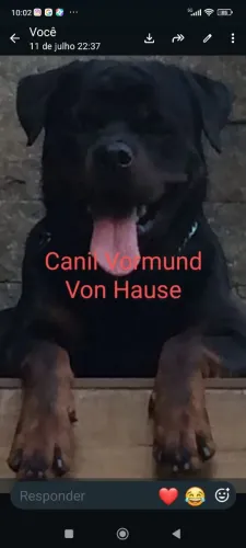 Rottweiler Promocão do dia dos Pais