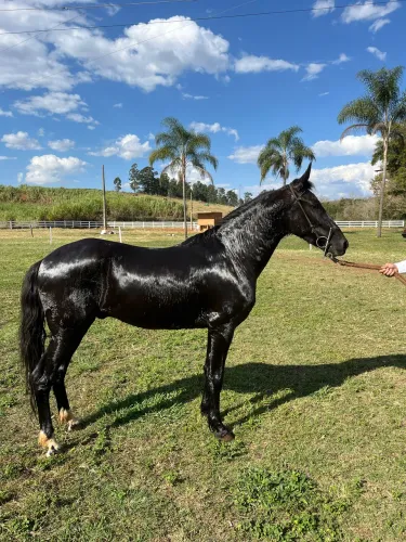 Cavalo castrado registrado