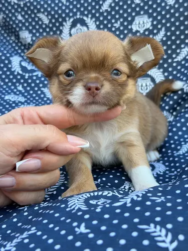 chihuahua- Aqui o cuidado é perfeito, tudo nos mínimos detalhes venha escolher seu pet