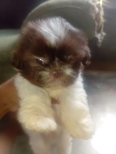 Vendo Shih-tzu