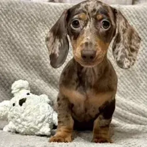 Dachshund,Dachshund Filhote Estrutura Perfeita Disponível