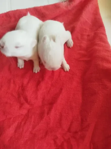 Vendo filhote de coelhos anão Netherlands o menor coelhos do mundo