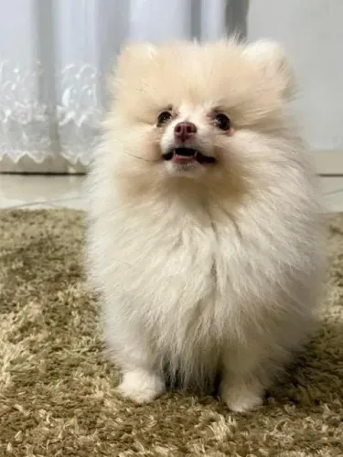 Filhotes de lulu da Pomerânia Spitz alemão