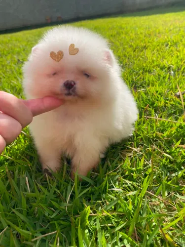 Spitz alemão Lulu da Pomerania