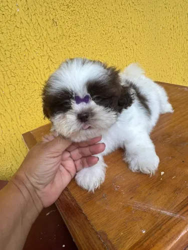 Shih-tzu com 50 dias vermifugado e vacinado 