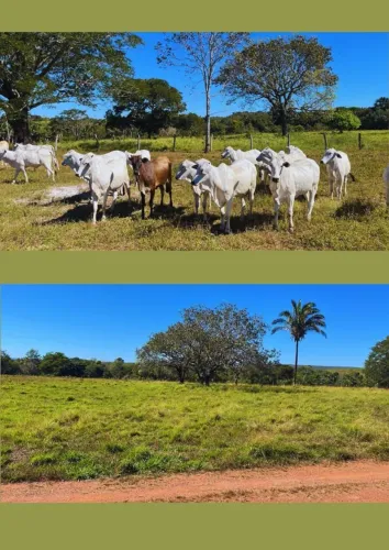 Fazenda 72 Alqueires em Miracema-TO | Dupla Aptidão | 100% Mecanizável