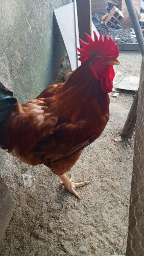 Galinha galos 