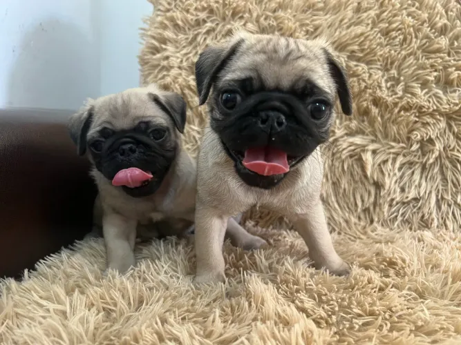 Cachorro pug