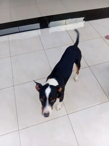 Doação de um cachorro nome( piter)