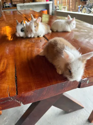 Vendo filhotes de mini lion