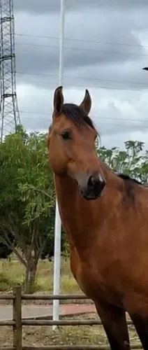 Cavalo registrado marcha picada