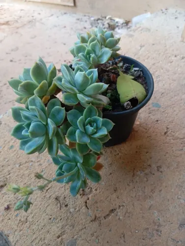 Suculentas