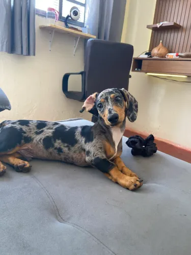 Dachshund Merle Macho / Procuro fêmea para cruzar