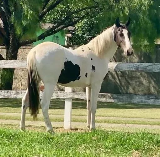 Potro Mangalarga Marchador Pampa Homozigoto