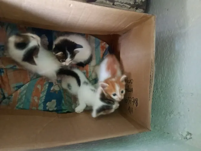 Doaçao gatos
