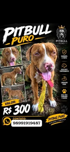 Vendo um Pit Bull puro