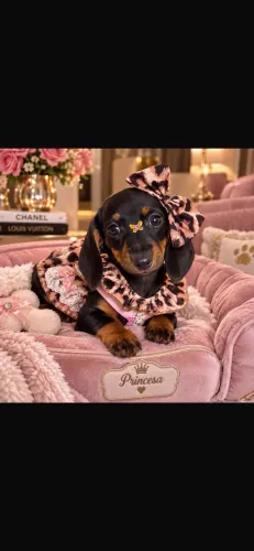 Dachshund!!! Beleza Pura