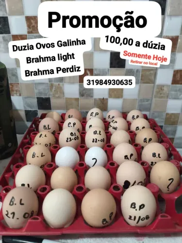 Ovos Brahma