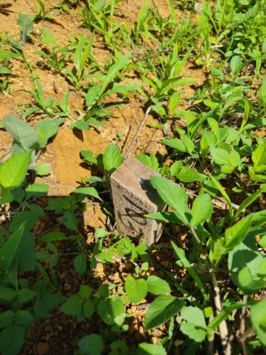 Lote 300 MTS com 15 de frente Caná do Reino condomínio a 1.300 MTS da estrutural