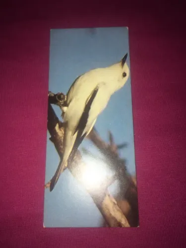 Cards chocolate Surpresa