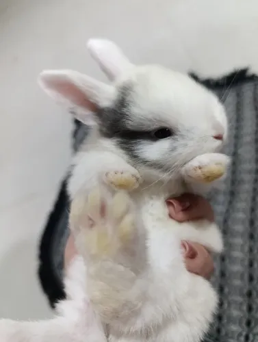 Filhotes de Coelho da Raça Mini Lop Uruguaio 