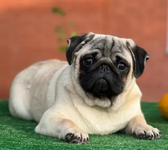 Filhotes de Pug | Fofura pronta