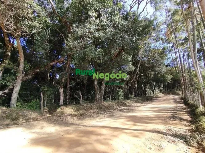 TERRENO FORMADO EM MATA À VENDA EM DELFIM MOREIRA-MG