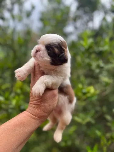 Shih-Tzu Miniatura Fêmea Tricolor Compacta e Muito Dócil