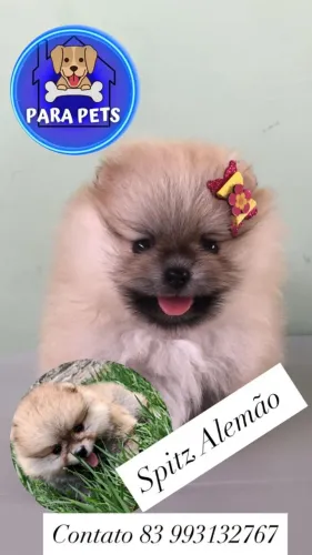 Ursinho lulu macho e femea