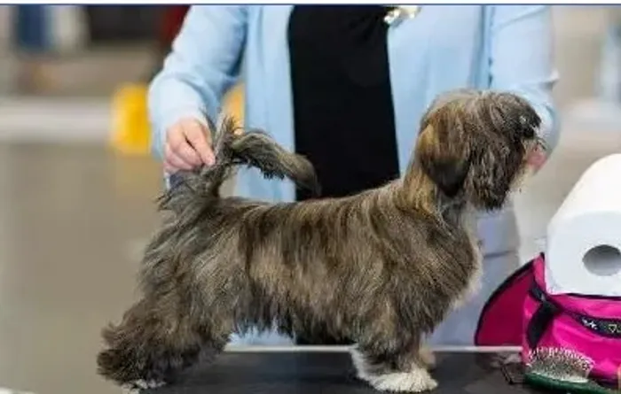 Lhasa Apso Mini Tricolor Macho - Esperto, Inteligente e Cheio de Energia! 