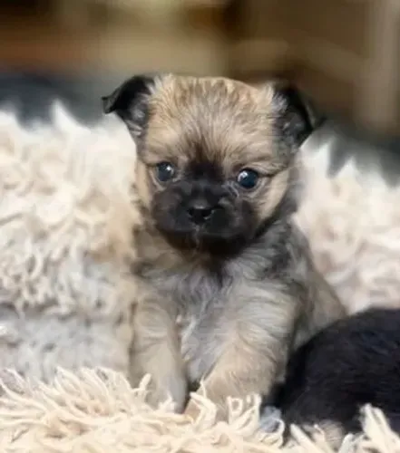 Chihuahua Fêmea Tricolor: O Toque de Cor e Alegria Que Você Procurava!