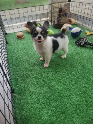  Chihuahua dos sonhos está aqui- Contrato e qualidade!