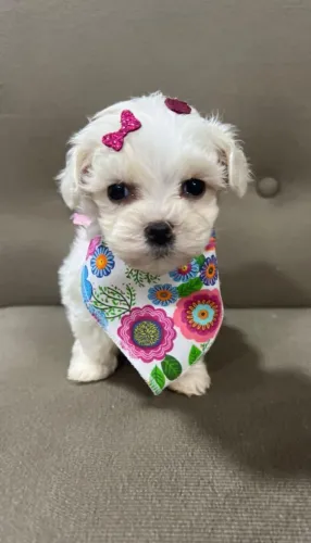 maltês com vacina importada