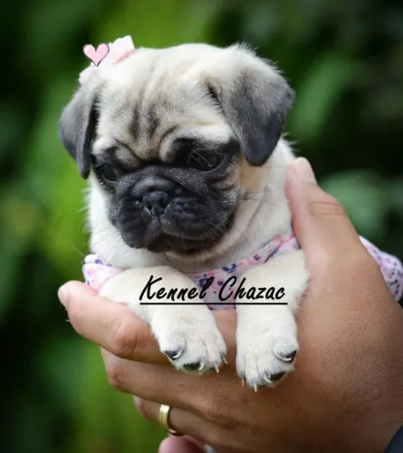 Pug essa boneca vai encher seu coração