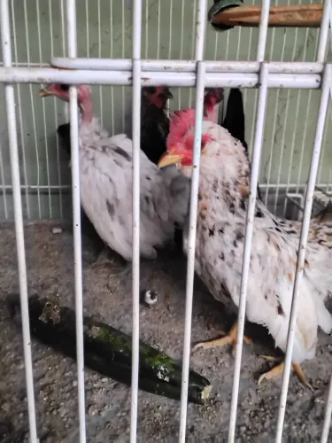 Família de galizes disponível 