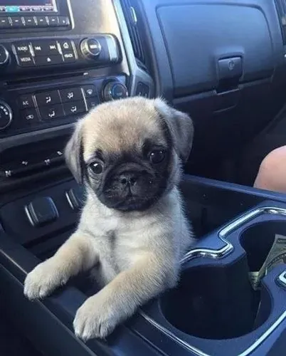 Filhotes de Pug | Bolinhas de pelo cheias de amor.